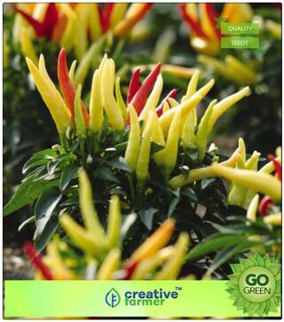 Seeds For Gardening : Ornamental Chilli Choice Mix Premium Kitchen Garden Plant Seeds