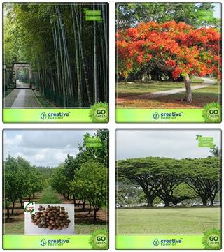 Seeds For Gardening Bamboo Thorny;Gulmohar;Sandalwood Seeds;Albizia Saman Combo For Home Garden Bamboo