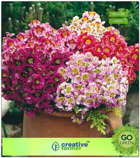 Seeds For Garden : Poor Man'S Orchid Premium Kitchen Garden Plant Seeds