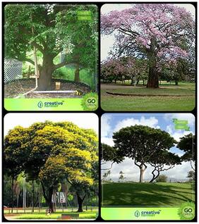 Seeds For Garden Sandalwood Seeds;Queen Crape Myrtle;Peltophorum;Albizia Saman Combo For Home Garden Shade Tree/Ornamental Tree