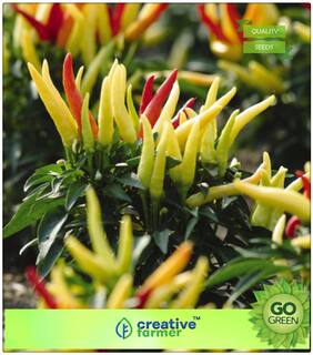 Seeds For Garden : Vegetables Seeds Ornamental Chilli Premium Kitchen Garden Plant Seeds