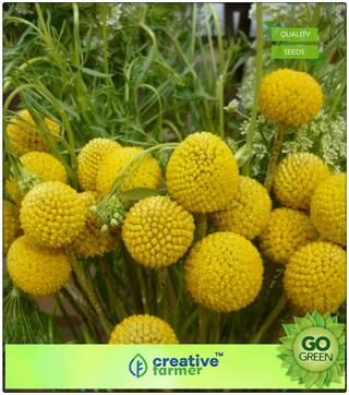 Seeds For Gardening : Woollyheads New Zealand Premium Kitchen Garden Plant Seeds