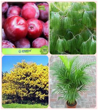 Seeds For Garden Tree Plum;Pinus Petula;Acacia Dealbata;Areca Palm Combo For Home Garden Fruit Seeds