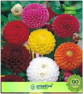 Seeds For Gardening : Dahlia-Bambino Dwarf Premium Kitchen Garden Plant Seeds