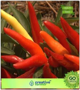 Seeds For Gardening : Chilly Seeds - Ornamental Premium Kitchen Garden Plant Seeds
