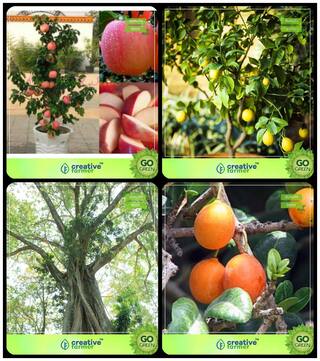 Seeds For Gardening Apple;Citrus Seeds;Ficus Religiosa;Mamosa -Elangi Combo For Home Garden Fruit Seeds