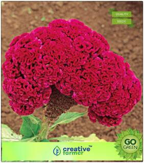 Seeds For Gardening : Rooster'S Comb Premium Kitchen Garden Plant Seeds