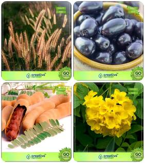 Seeds For Garden In Home Denanath Grass;Syzygium Cumini;Tamarind;Tecoma Stans Combo For Home Garden Grass