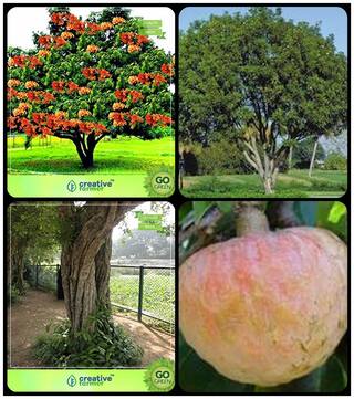 Seeds For Garden In Home Asoka;Mahogany;Wrightia Tinctoria;Anona Squamosa Combo For Home Garden Sacred Tree