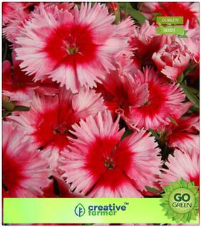 Seeds For Garden : Dianthus Flavora Rose Shades Premium Kitchen Garden Plant Seeds
