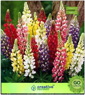Seeds For Garden : Lupine Mixed Colour Premium Kitchen Garden Plant Seeds