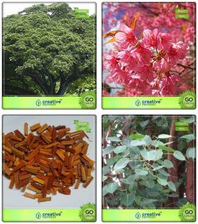 Seeds For Gardening Albizia Saman;Prunus Puddum;Caesalpinia Sappan;Ficus Religiosa Combo For Home Garden Shade Tree