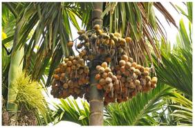 Seeds For Home Garden Betel-Nut Or Supari Plant Seeds Seeds For All Season Seeds