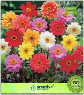 Seeds For Home Garden : Giant Dahlia Flowered Coral Premium Kitchen Garden Plant Seeds