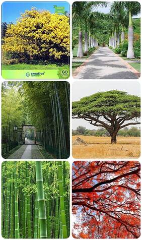 Seeds For Home Garden Acacia Senegal;Bamboo Thorny;Lawn Grass;Gulmohar Combo For Home Garden Tree Seeds