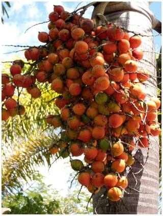 Seeds For Home Garden Areca Palm Tree Seeds For Outdoor Garden Seeds