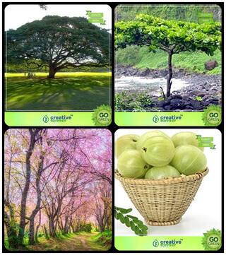 Seeds For Home Garden Albizia Saman;Indian Badam;Prunus Puddum;Amla Tree Combo For Home Garden Shade Tree