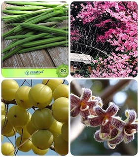 Seeds For Home Garden Drumstick;Prunus Puddum;Amla Tree;Sterculia Guttata Combo For Home Garden Vegetable Tree