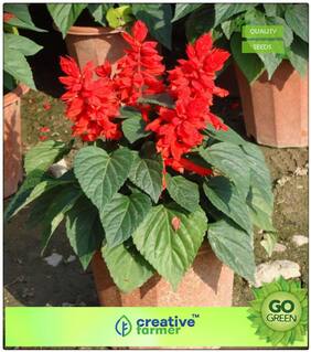 Seeds For Indian Climate : Salvia Vista Red Mix Premium Kitchen Garden Plant Seeds