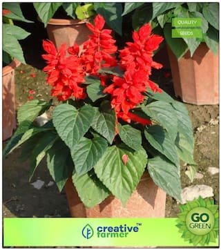 Seeds For Indian Climate : Salvia Vista Red Mix Premium Kitchen Garden Plant Seeds