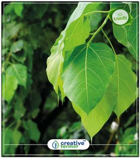 Seeds : Forestry Seeds Peepul Sacred Fig Tree Air Purifying Plant Seeds Economy Gardening Plant Seeds