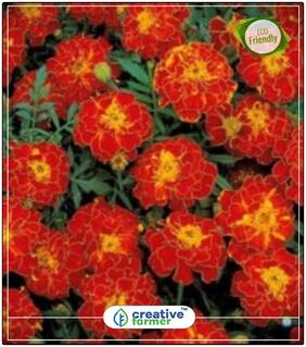 Seeds : French Marigold Brocade Mixed - High Flowering Variety Ornamental Vegetable Seeds Economy Gardening Plant Seeds