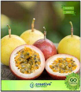 Seeds : Fruit Seeds Hybrid Passion Fruit - Reddish Violet Premium Economy Kitchen Garden Plant Seeds