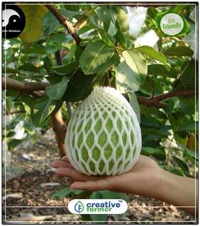 Seeds : Fruit Seeds Thai Sweet Guava /Psidium Guajava 20 Seeds Fruit Plant Seeds For Garden Fruit Seeds Economy Gardening Plant Seeds