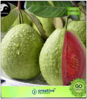 Seeds : Fruit Seeds Exotic Fruit Seeds - Giant Thailand Guava Seeds Thai Guava Fruit Plant Seeds For Garden Fruit Seeds Premium Economy Kitchen Garden Plant Seeds