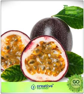 Seeds : Fruit Seeds All Season Delicious Giant Violet Honey Passion Fruit Premium Economy Kitchen Garden Plant Seeds