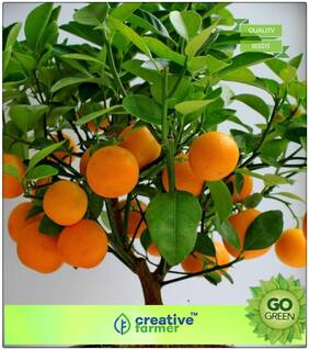 Seeds : Fruit Seeds Lemon Tree Tree;Heirloom Fruit Seeds For Kitchen Garden Premium Economy Kitchen Garden Plant Seeds