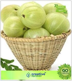 Seeds : Fruit Seeds : Indian Gooseberry Seeds Premium Economy Kitchen Garden Plant Seeds