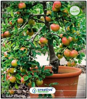 Seeds : Fruit Seeds Apple - Red / Orange Flush Seeds For Gardening Fruit Seeds Economy Gardening Plant Seeds