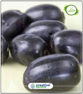 Seeds : Fruit Seeds Portuguese Plum - Jamun Fruit Seeds Seeds For Garden Economy Gardening Plant Seeds
