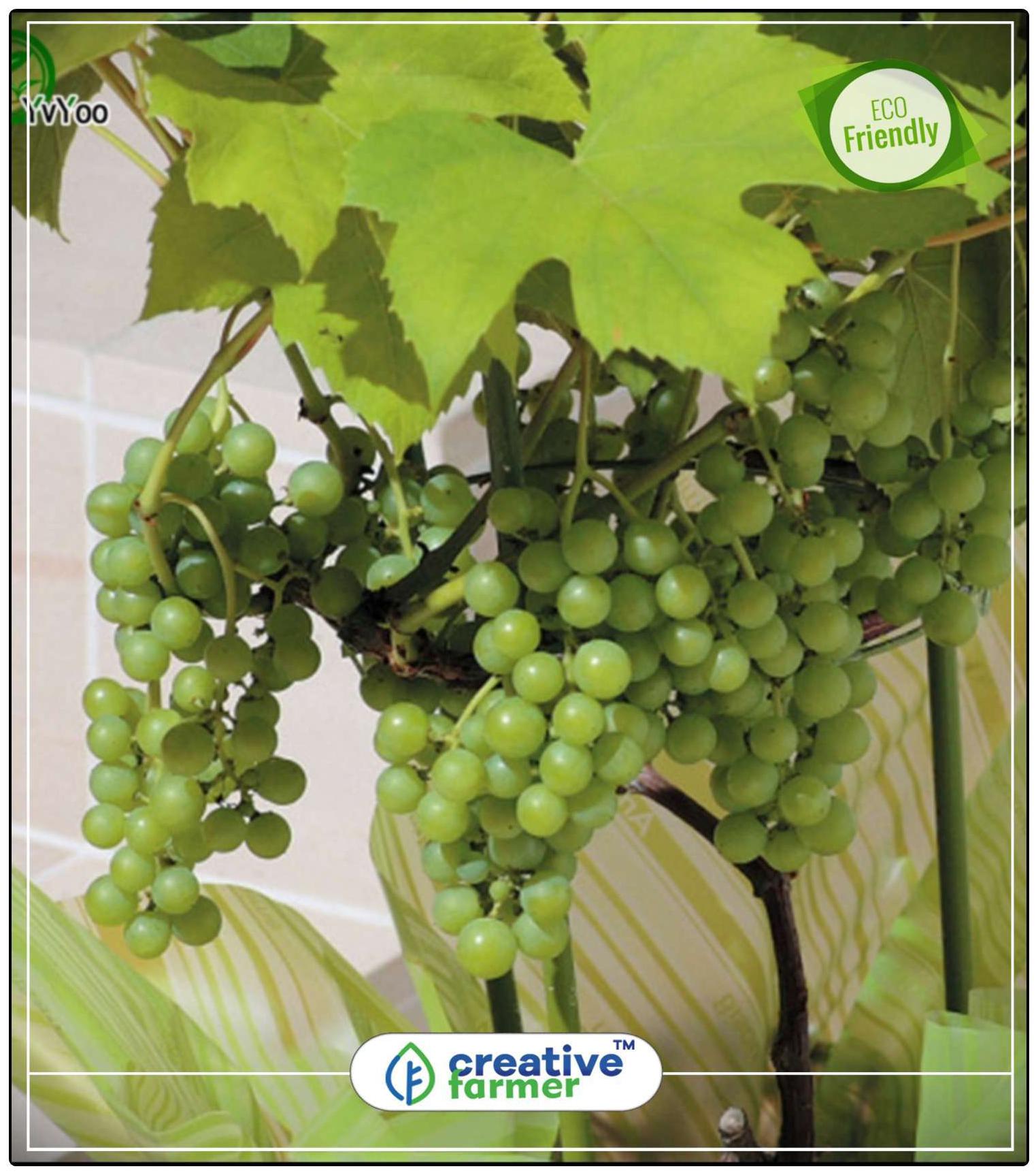 https://assetscdn1.paytm.com/images/catalog/product/H/HO/HOMSEEDS-FRUIT-CREA88747409479F6/1563036631364_0..jpg