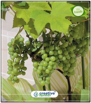 Seeds : Fruit Seeds Golden Finger Green Sweet Grape Imported Rare Exotic Seeds Fruit Seeds For Garden Kitchen Garden Pack Fruit Bonsai Seeds Economy Gardening Plant Seeds