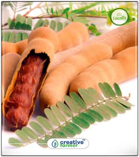 Seeds : Fruit Seeds Bonsai Suitable Sweet Tamarind Fruit Tree Seeds Fruit Seeds For Planting Fruit Seeds Economy Gardening Plant Seeds