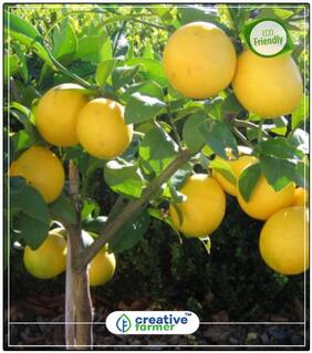 Seeds : Fruit Seeds Citrus Fruit Seeds - Lemon Plant Seeds Fruit Seeds For Bonsai Suitable Plant Economy Gardening Plant Seeds