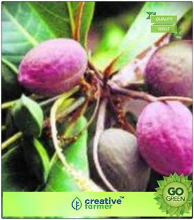 Seeds : Fruit Tree Seeds : Tree Seeds Country-Almond - Premium Economy Kitchen Garden Plant Seeds