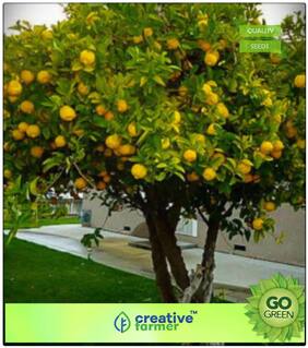 Seeds : Fruit Seeds Lemon Tree Fruit Seeds For Bonsai Suitable Plant Premium Economy Kitchen Garden Plant Seeds
