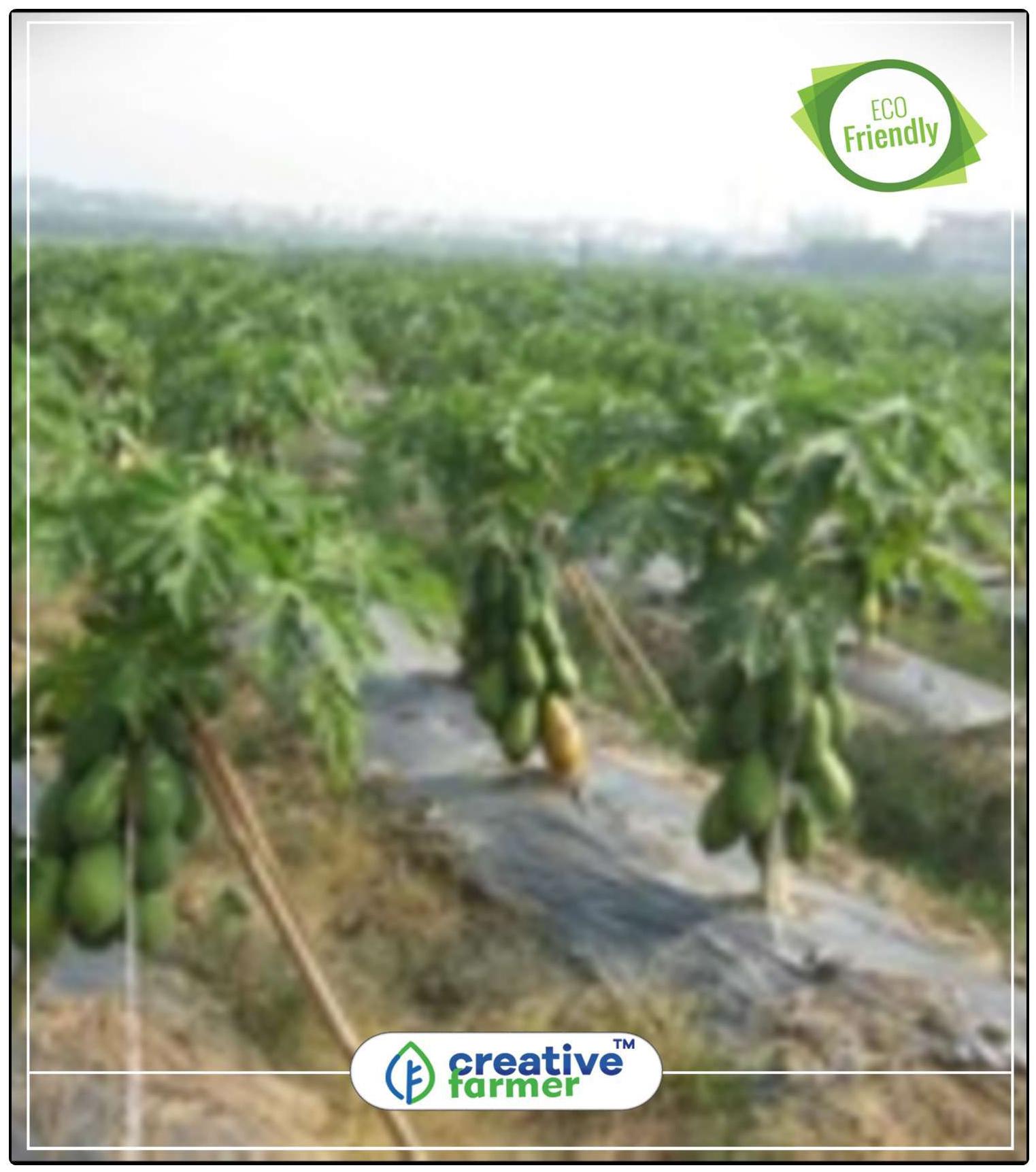 https://assetscdn1.paytm.com/images/catalog/product/H/HO/HOMSEEDS-FRUIT-CREA8874760765E77/1563112873302_0..jpg