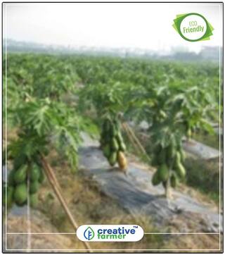 Seeds : Fruit Seeds For Terrace Garden Papaya Dwarf Garden Fruit Seeds Economy Gardening Plant Seeds