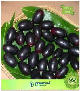 Seeds : Fruit Seeds Java Plum (Syzygium Family) Fruit Seeds For Home Garden Premium Economy Kitchen Garden Plant Seeds