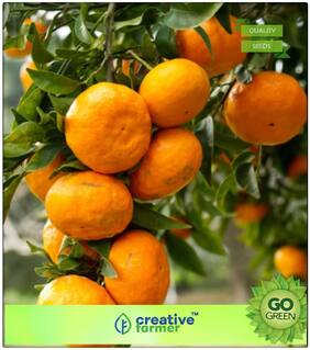 Seeds : Fruit Seeds Fruit Mandarin Citrus Orange Tree Seeds Plants Fruit Seeds For Roof Garden Premium Economy Kitchen Garden Plant Seeds