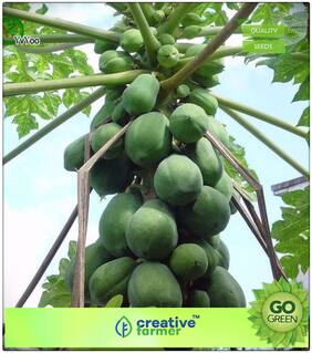 Seeds : Fruit Bonsai Seeds : Hybrid Fruit Seeds - Little Dwarf Huge Production Fruit Plant Seeds For Garden Balcony Bonsai Plant Seeds Premium Economy Kitchen Garden Plant Seeds