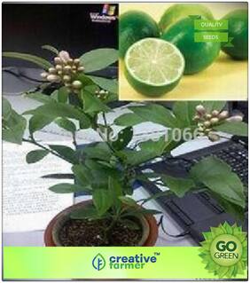 Seeds : Fruit Seeds : Lemon Seeds Hybrid Fruit Seeds For Terrace Garden Premium Economy Kitchen Garden Plant Seeds