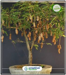 Seeds : Fruit Seeds Fresh Thai Tamarind Fruit Seeds Sweet Indian Date Makam Fruit Seeds Non Hybrid Fruit Seeds Economy Gardening Plant Seeds