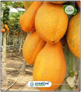 Seeds : Fruit Seeds Fruit Seeds Dwarf Honey Papaya Tree Plant Container Garden Bonsai Plant Seeds Fruit Bonsai Seeds Economy Gardening Plant Seeds