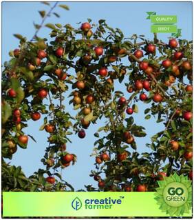 Seeds : Fruit Seeds : Fruit Seeds Dwarf Fuji Apple Tree Plant Premium Economy Kitchen Garden Plant Seeds