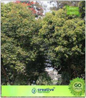 Seeds : Fruit Seeds Bulletwood Tree Seeds For All Season Premium Economy Kitchen Garden Plant Seeds